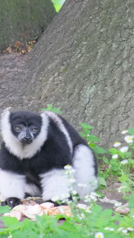 black and white ruffed lemur near a tree