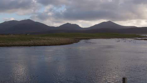 Shot-of-a-flock-of-swans-floating-on-a-loch-on-a-cloudy-day