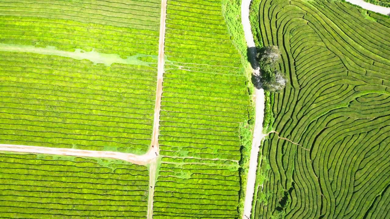 Rigogliose piantagioni di tè verde a Cha Gorreana, Azzorre, Portogallo, vista aerea