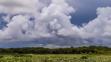 Lapso-De-Tiempo-De-Nubes-De-Tormenta-Sobre-Un-Billabong-Cubierto-De-Lirios-Durante-La-Estación-Húmeda