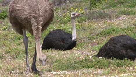 el avestruz hembra busca alimento mientras un avestruc macho descansa en el fondo, otro cercano solo parcialmente visible, plano medio en un entorno verde de fynbos con algunas flores ocasionales