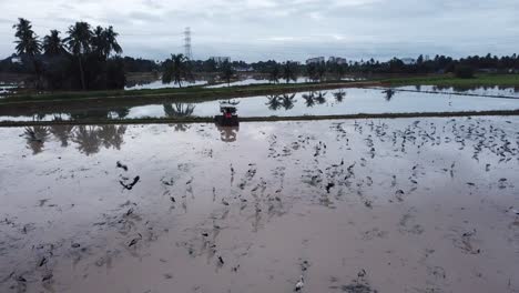 Asian-opebill-stork-birds-rest-in-paddy-field-in-cloudy-day.