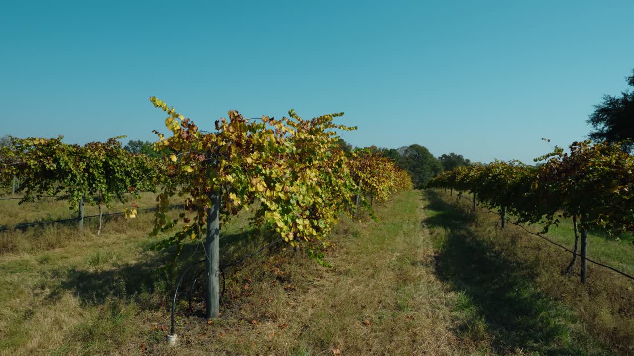 A rotating shot around the end of a vineyard row at a countryside winery in South Georgia. The vineyard's fall colors create a peaceful and scenic autumn landscape.