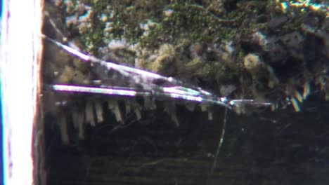telaraña brillante que sopla en el viento con wwod cubierto de musgo en el fondo