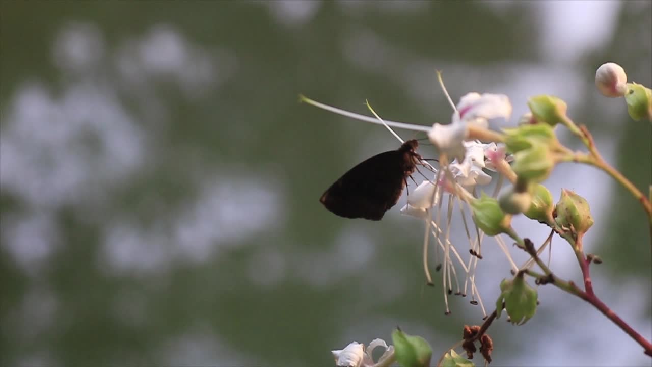A butterfly sits on a flower in a forest, drinking