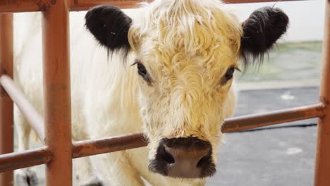 Closeup-Shot-of-a-White-and-Black-Scottish-Highland-Cow-Indoors