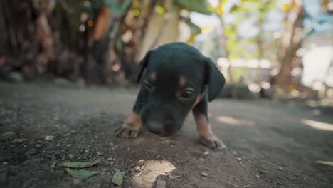 Hermoso-Cachorro-Juguetón-De-Color-Negro-Y-Marrón-Con-Una-Lente-Ancha