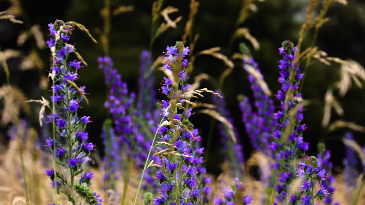 vibrantes flores silvestres de blueweed púrpura se balancean en la brisa en el prado