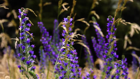 vibrant purple blueweed wild flowers sway in breeze in meadow