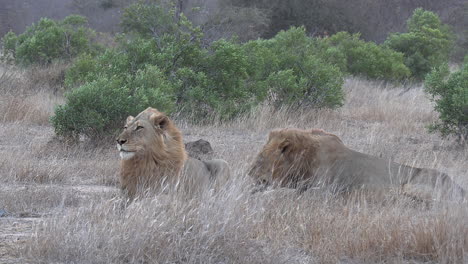 two lion brothers resting together in the grass on a windy day in africa