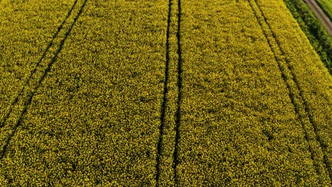 Luftaufnahme-Von-Oben-Nach-Unten-Auf-Gelbe-Frühlingsblumen-In-Einem-Kleinen-Dorf,-Rapsfeld-In-Voller-Blüte,-Ländliche-Schweiz