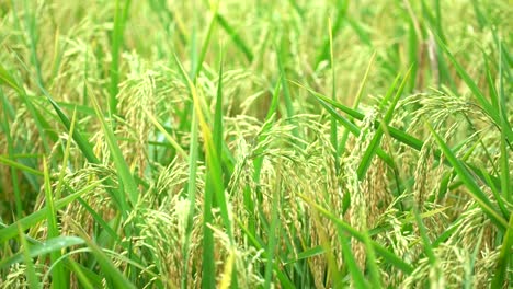 close-up and transfer of aesthetic focus to rice seeds in rice ears