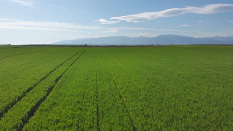 Parallax-Luftaufnahme-Von-Leuchtend-Grünen-Landwirtschaftlichen-Feldern-Aus-Nächster-Nähe,-Auf-Dem-Land-An-Einem-Sonnigen-Frühlingstag