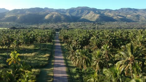 Beweglicher-Schwung-Der-Drohne-über-Eine-Lange-Auffahrt-Auf-Einer-Hawaiianischen-Insel-Mit-Bergen-Im-Hintergrund-Mit-Blauem-Himmel-Und-Sonnenschein-Und-Hohen-Palmen