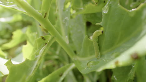 Cabbageworm,-cabbage-white-caterpillar,-on-leaves-with-morning-dew,-static