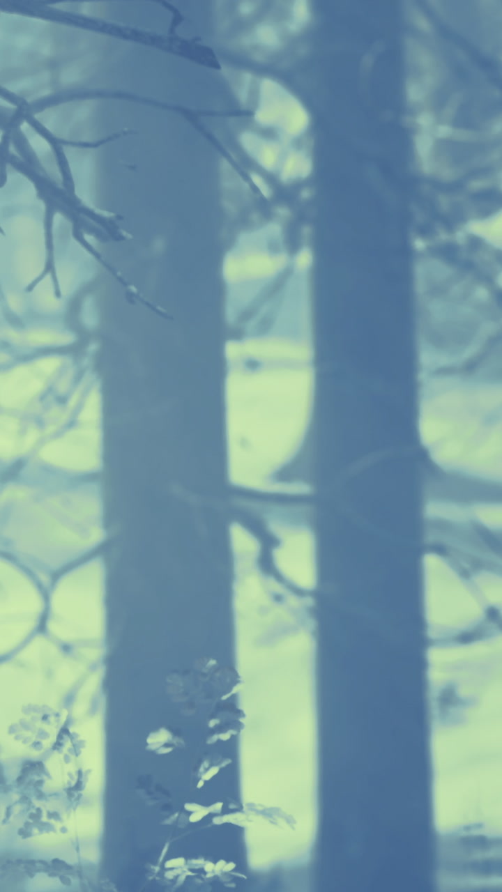 Tall trees stand in misty forest during early morning hours