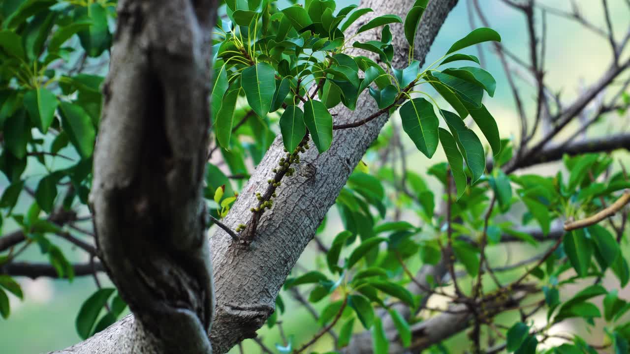 녹색 과일과 함께 커피 나무 식물에 가까이