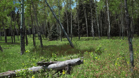 Cinematic-Colorado-Aspen-Tree-trees-grove-nature-open-space-meadow-yellow-wildflowers-Evergreen-Conifer-Boulder-Denver-spring-summer-sunny-sky-lush-tall-green-grass-slider-slowly-left-movement