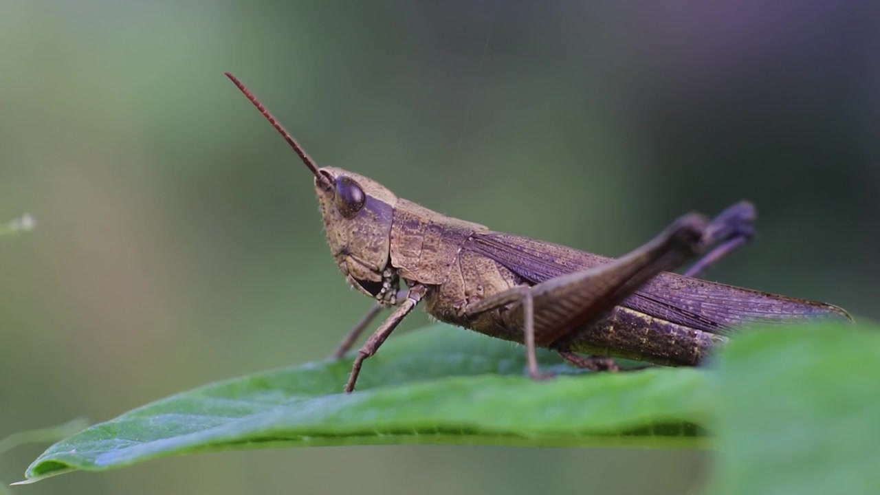 Clip macro di una cavalletta su una foglia. Ritratto ravvicinato di cavalletta nera.