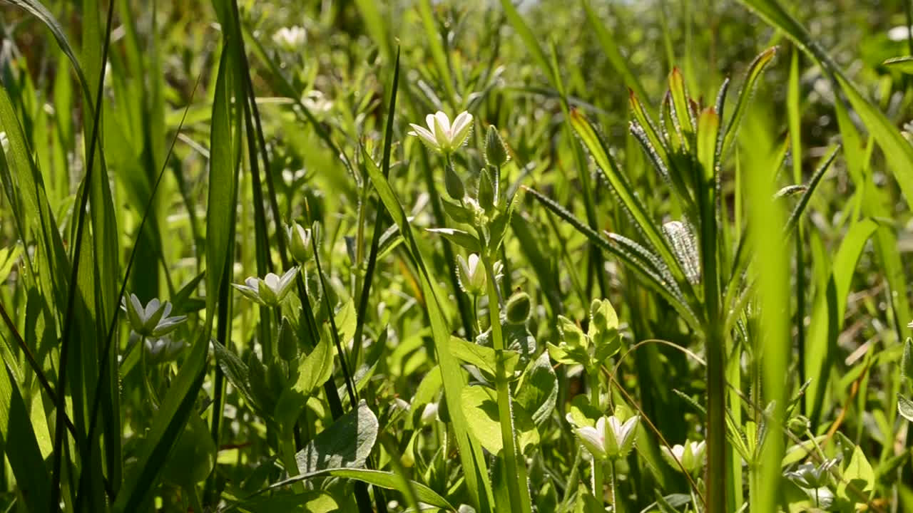 Shooting in April. Grass and flowers in the wood