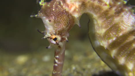 primer plano submarino de la cabeza de un caballito de mar espinoso respirando y moviendo los ojos durante la noche en el fondo arenoso