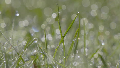 a macro shot captures the intricate detail of water droplets on grass blades, with a bokeh background of glistening light reflections, symbolizing new beginnings and the purity of nature