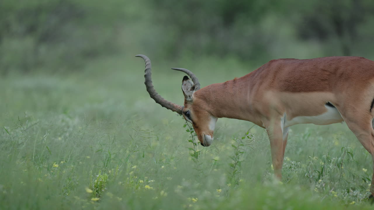Impala in a grassy field