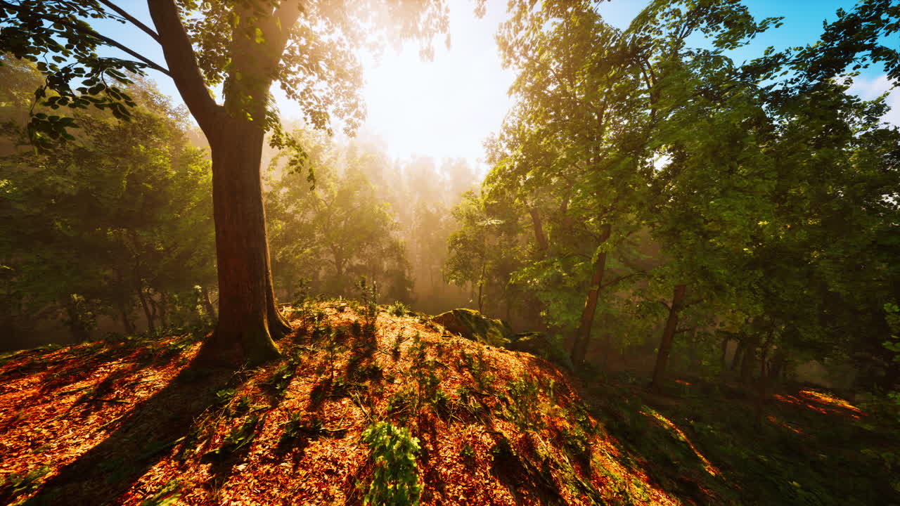 amanecer en un bosque brumoso