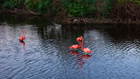 Aerial-crane-parallaxes-around-pink-flamingo-with-outstretched-neck