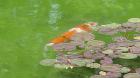 beautiful orange koi fish swimming in algae pond