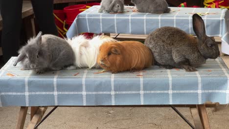 Adorable-domestic-animals-like-rabbits-and-guinea-pigs-at-educational-community-farm-with-people-in-background