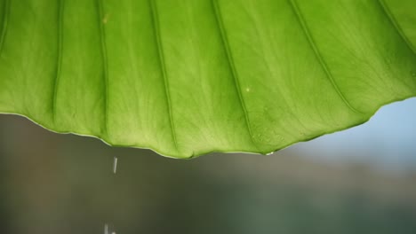 a drop of water on a leaf. dew falls from the plant