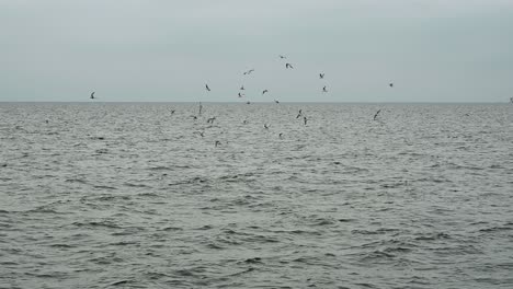 ballena de bryde, balaenopteridae