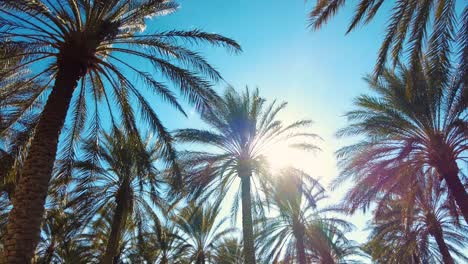 date-palm-plantation-deglet-nour-with-sun-rays-in-the-region-of-biskra-algeria