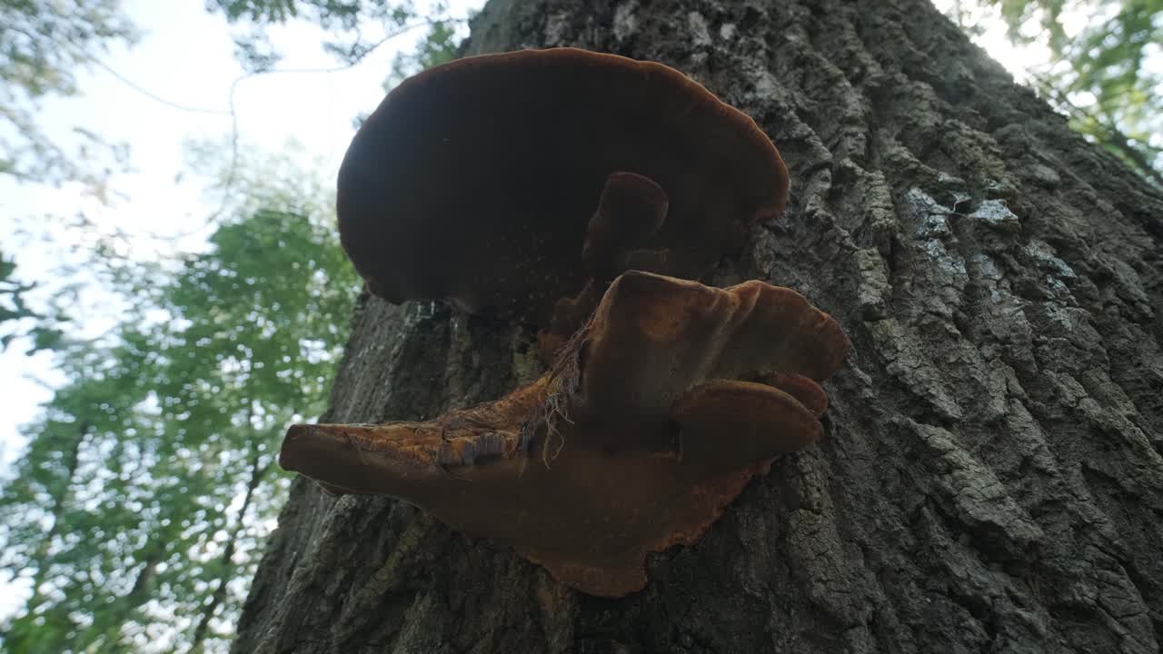 primer plano de setas silvestres que crecen en el tronco del árbol
