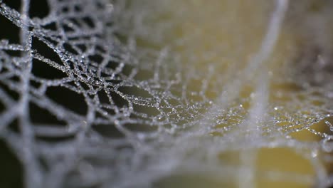 a frozen spider web glistens and glitters in the morning sun and a light reflection