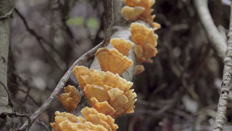 hongos marrones en la selva tropical