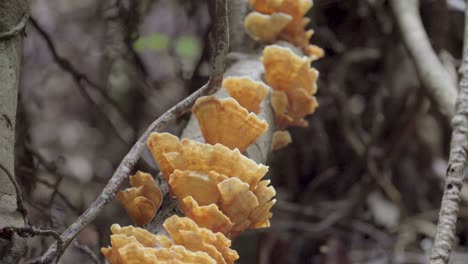 brown mushrooms in rainforest