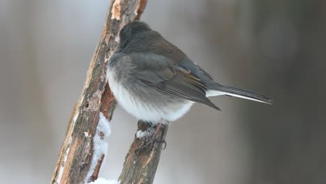 Junco-De-Ojos-Oscuros-En-Una-Rama-Nevada.