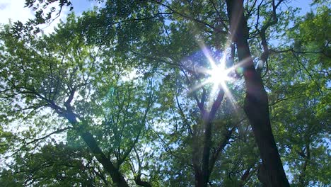 Sun-and-clouds-lens-flares-through-lush-green-trees-as-wind-blows