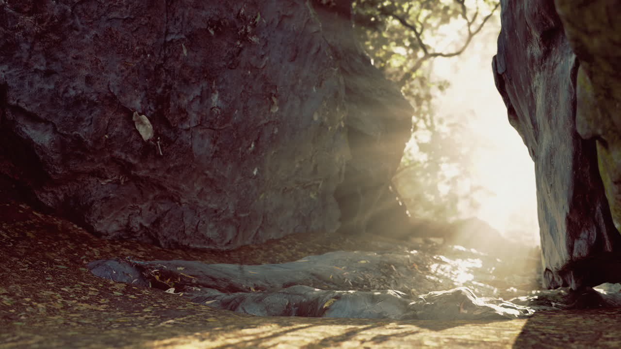 해가 지는 동안 조용한 숲에서 바위 사이를 가로질러 자연적인 빛의