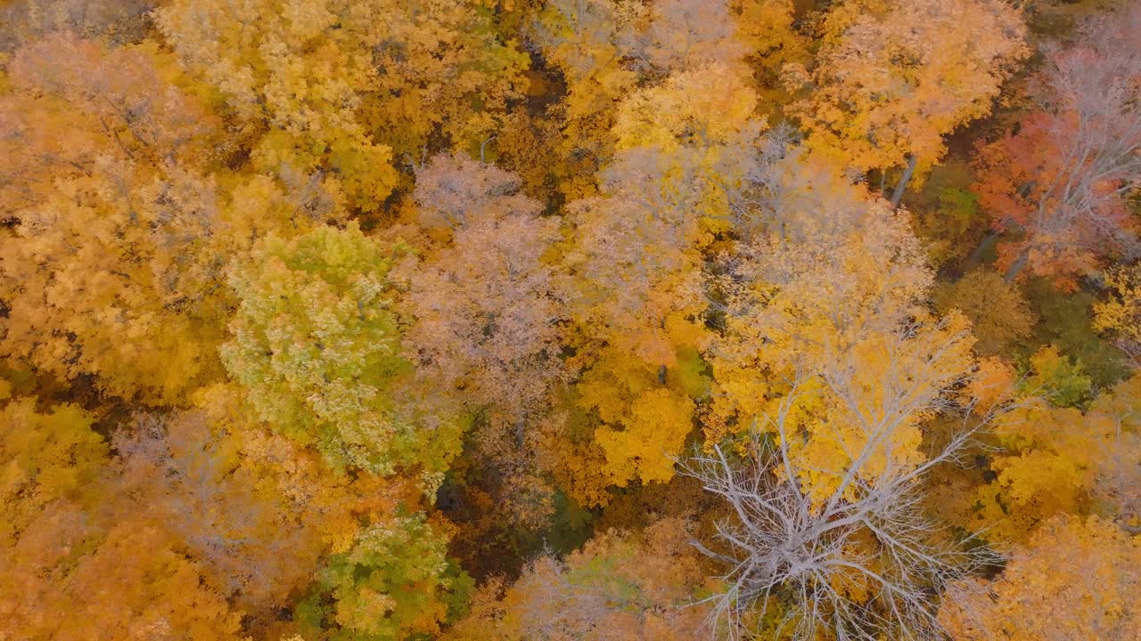 Vibrant fall foliage in caledon, ontario showing yellow, orange, and green trees, aerial view