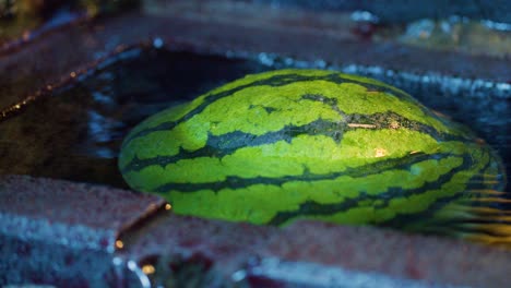 close-up of japanese watermelon cooling in natural cold water of running stream