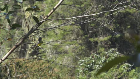 tyrannus melancholicus descansando sobre una rama lejana de eucalipto