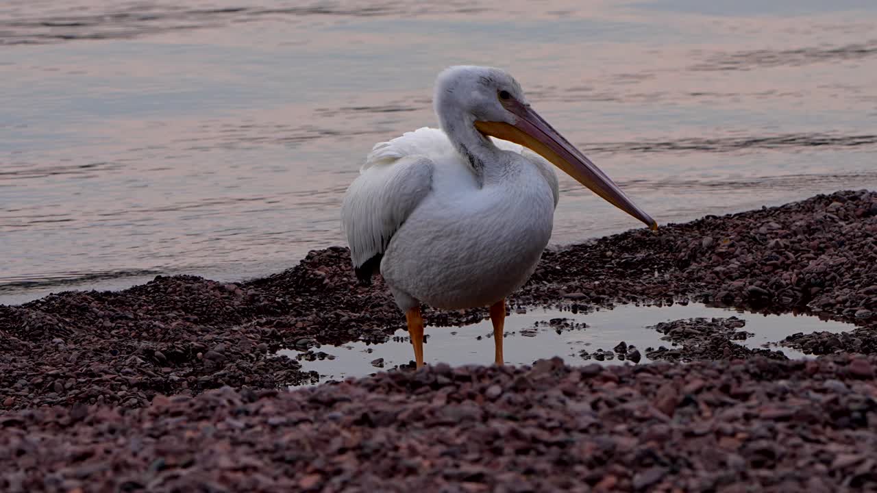 American white pelican on the shore of Lake Superior in Grand Marais, Minnesota