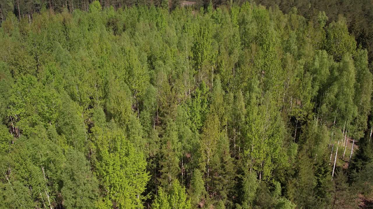 vista aérea del exuberante bosque verde