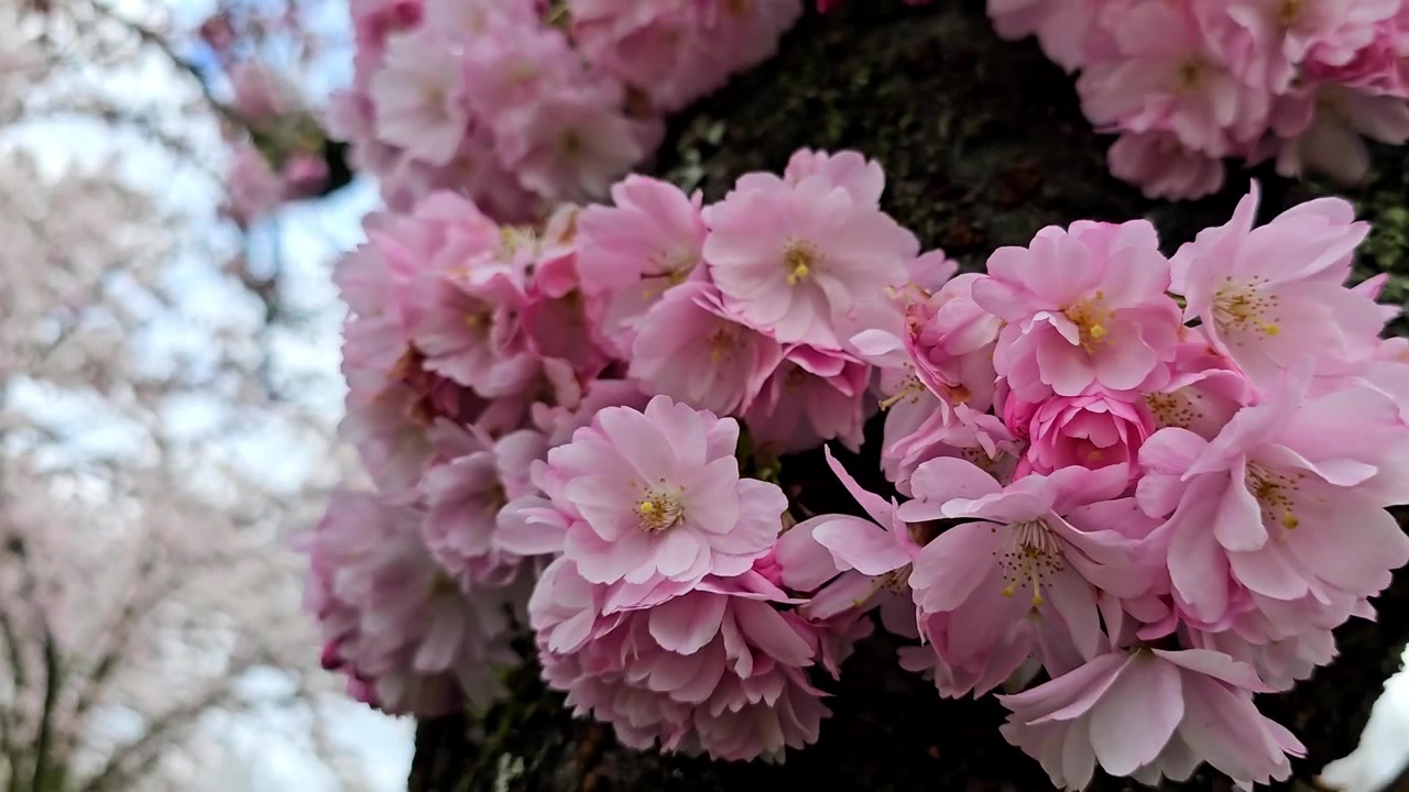 This footage shows a close up of a pink sakura on a tree. This cherry blossom video is best for nature, flowers, cinematic, travel and commercial themes.