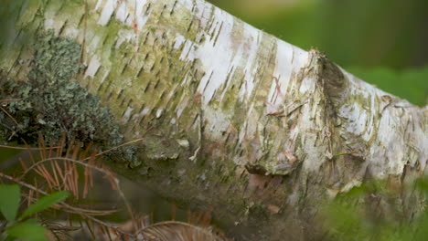 Close-up-pan-along-the-surface-of-a-fallen-birch-tree-in-the-forest