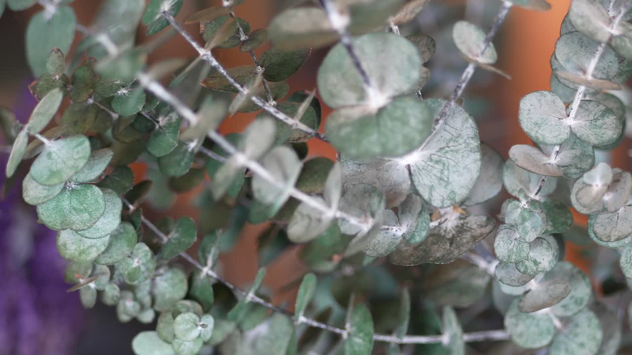 건조 된 유칼립투스 가지