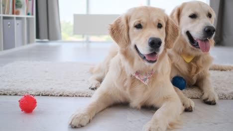 golden retrievers acostados junto a las bolas